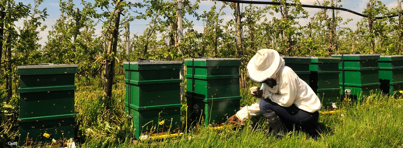 Beekeeper in an apple orchard