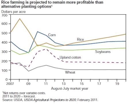 Rice farming is projected to remain a competitive planting option among major row crops