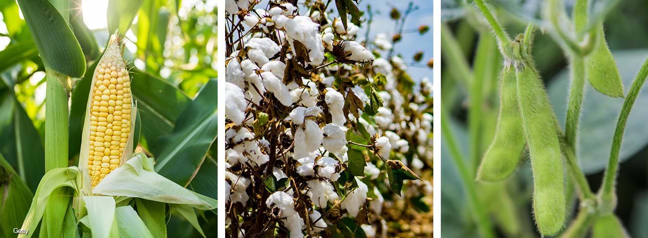 USDA ERS - Use of Genetically Engineered Cotton Has Shifted Toward