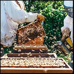 beekeepers handle beehives
