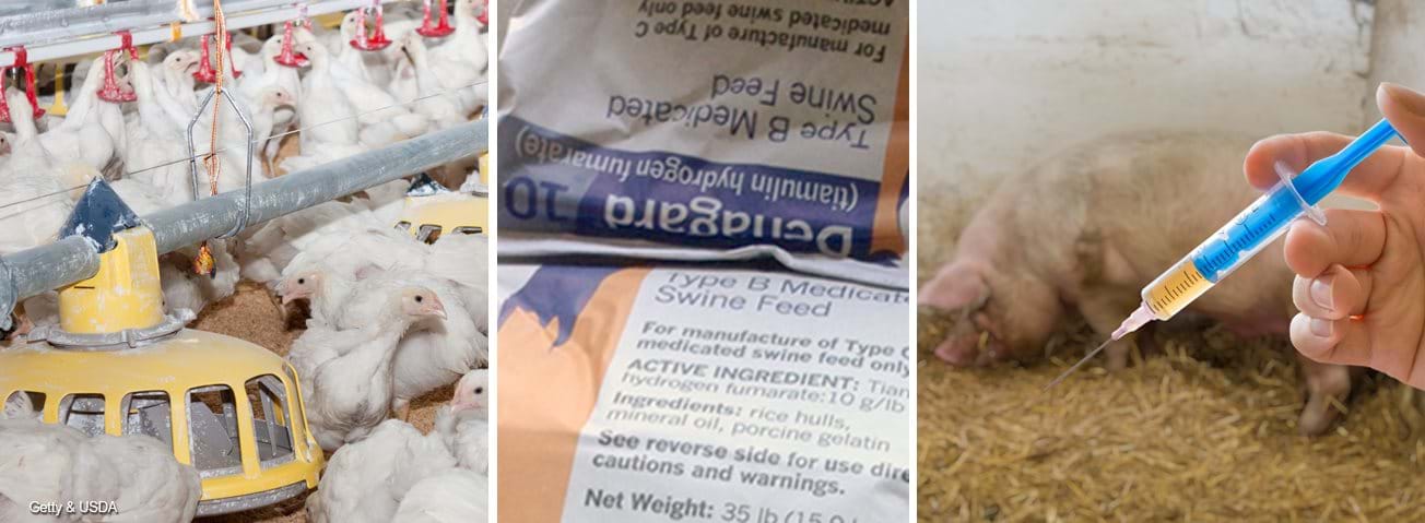 Photo collage: Broilers, bags of medicated swine feed, hand holding a needle with hog in background