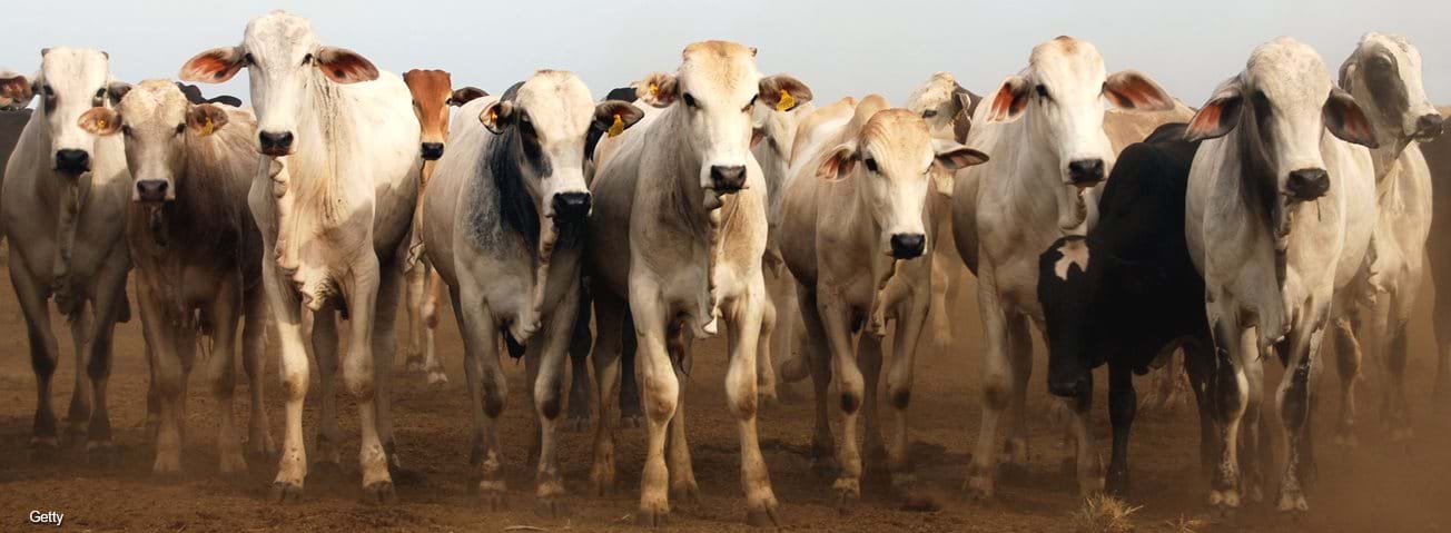 Zebu cattle at a ranch in Brazil