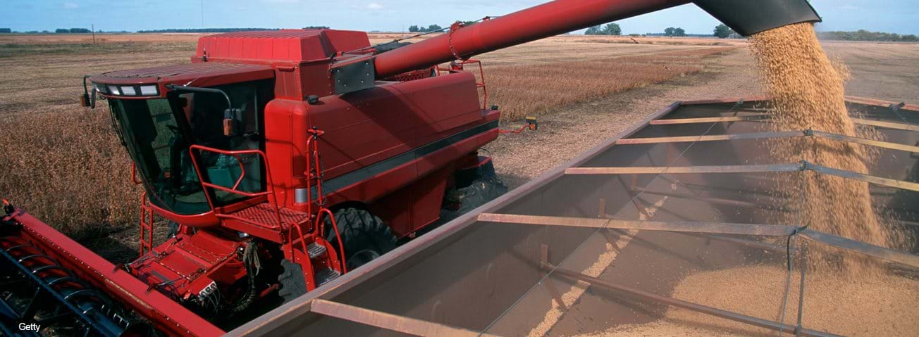 Harvesting a field of soybeans with a combine harvester