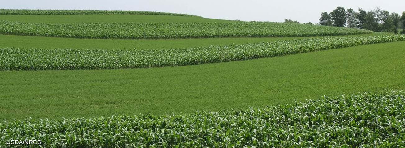 Crop using conservation practices to help improve soil health.