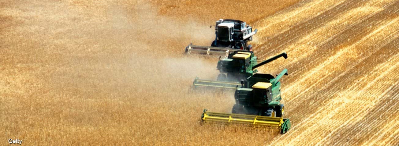 Three tractors harvesting a crop.