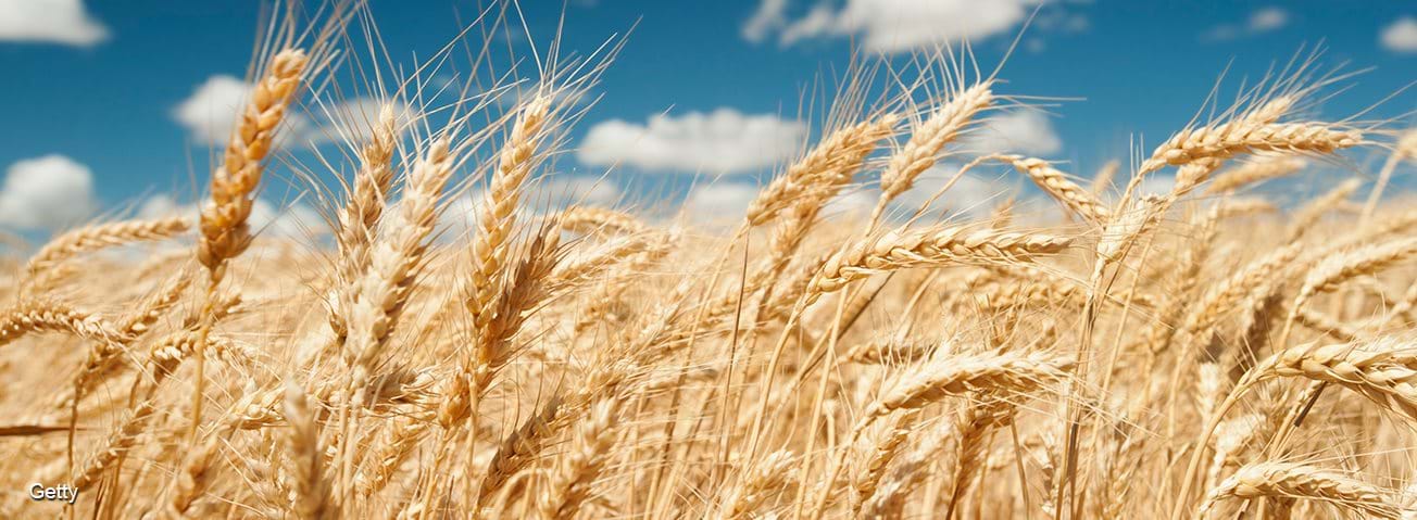Wheat ears in bright sunshine under blue sky