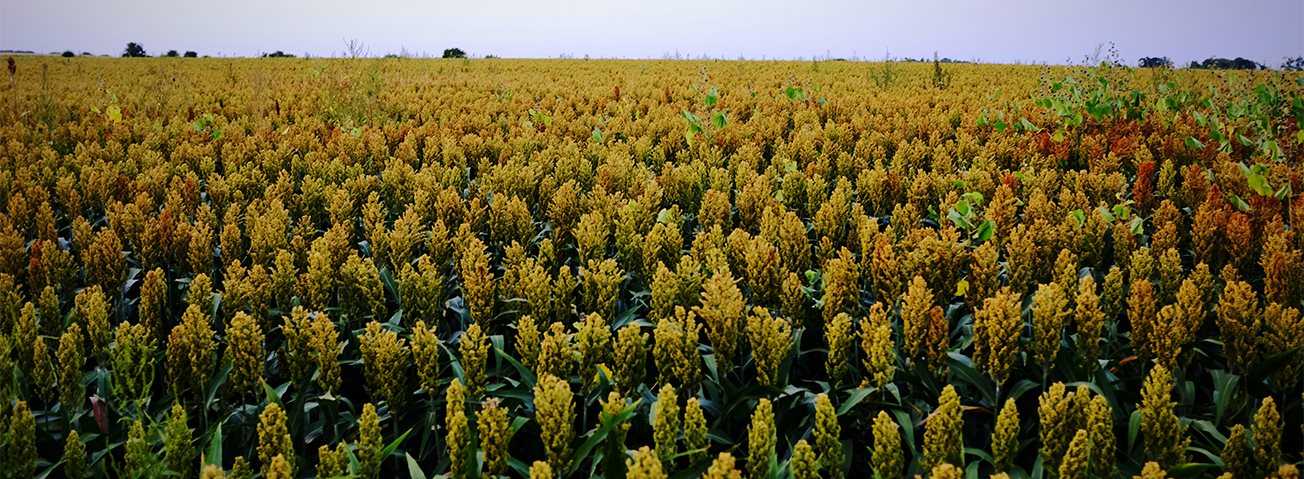 A photo of a field of sorghum.