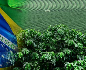 Photo image combining Brazil's flag with Brazil crops in field