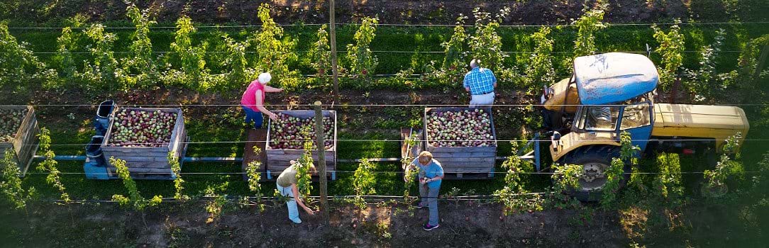 Photo of workers manually picking apples and placing the fruit in trailers pulled behind a yellow tractor