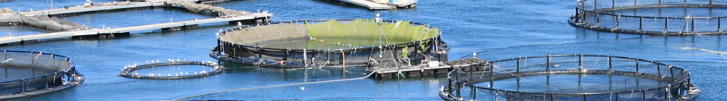 A group of aquaculture cages