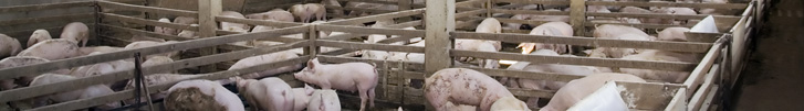 Hogs fenced inside pork farm