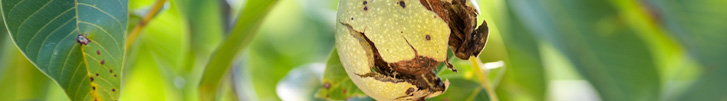 Walnut ripening on tree in open hull