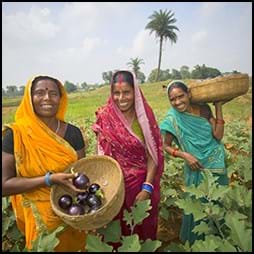 indian women collect eggplant in field