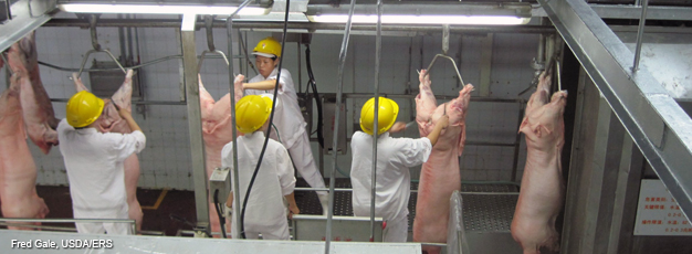 Trabajadores chinos en una planta de procesamiento de carne de cerdo