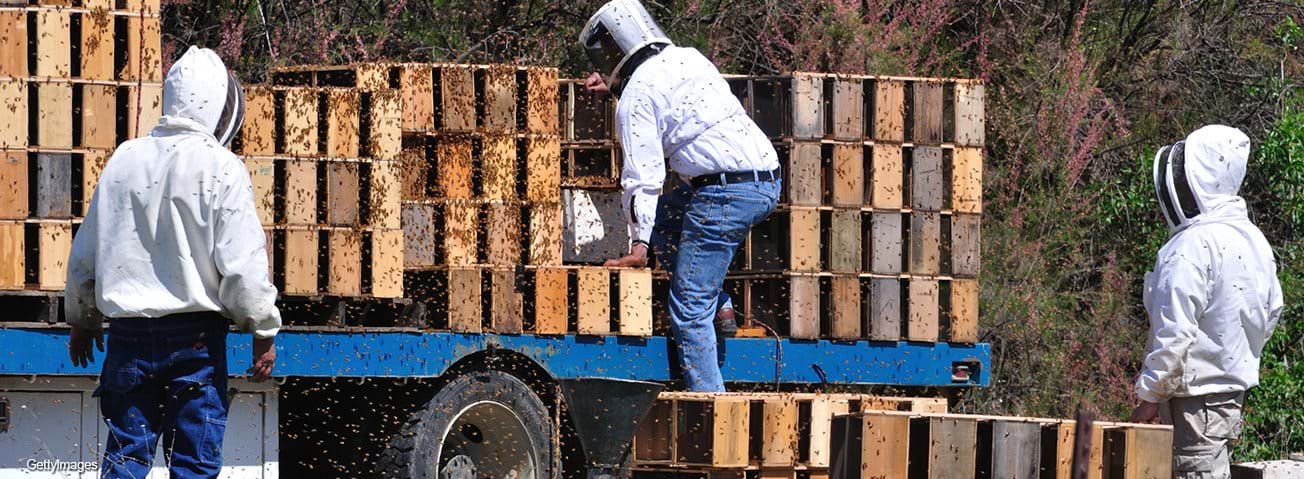 Men moving boxes containing beehives on to a truck