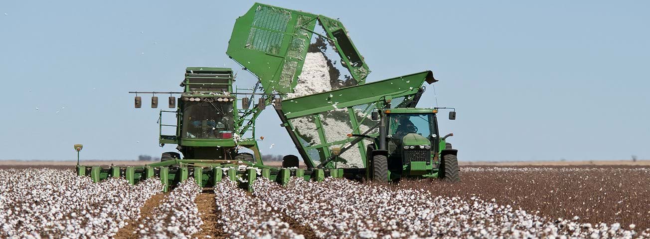 Cotton stripper during the harvest
