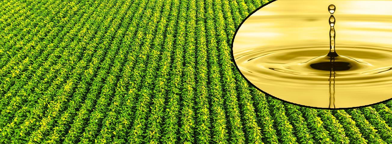 Photo illustration of a field of soybeans and soybean oil with a fountain-effect. 