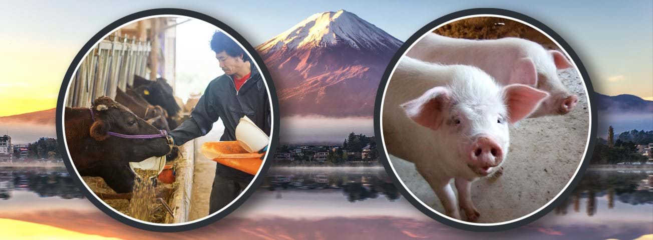 Photo illustration showing a farmer tending cattle, pigs, and Mount Fuji in the background.