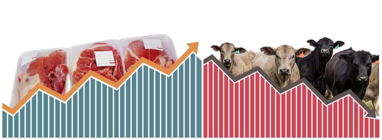 Two-sided graphic with packaged beef on the left and live steers on the right