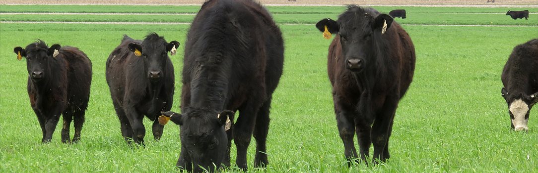 Black cows grazing in a lush green pasture. 