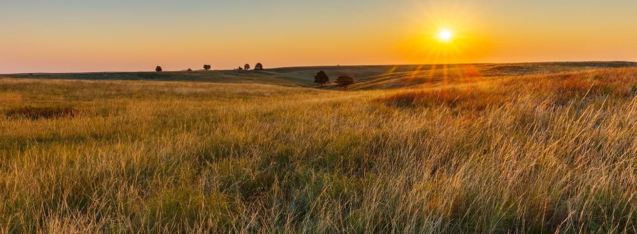 Field of grass in with sun near horizon