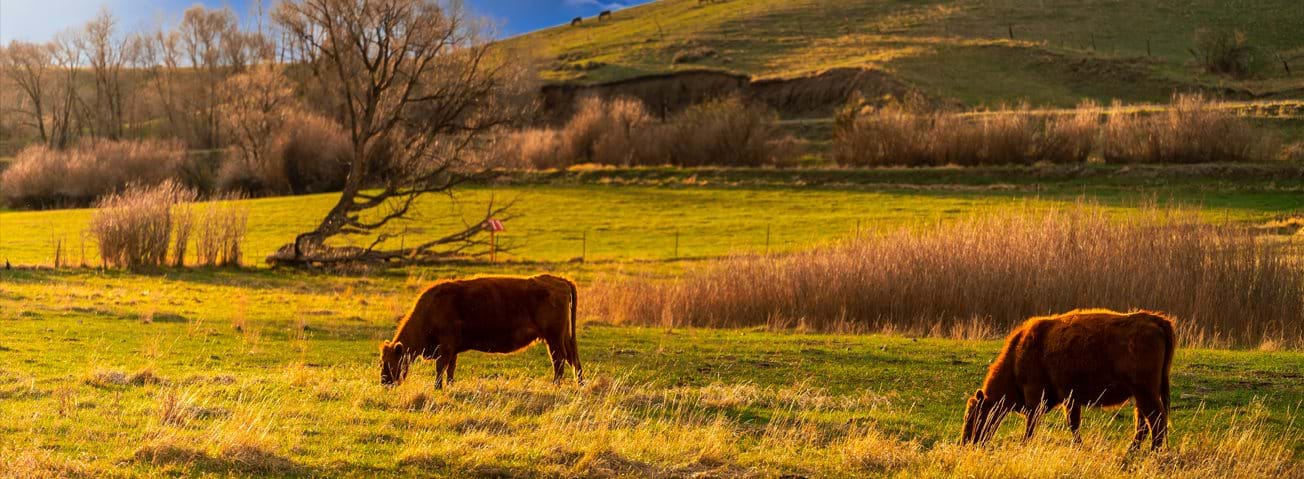 Photo of cattle grazing in field