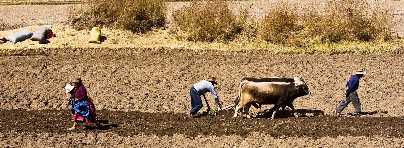 Farm workers plowing a field with oxen