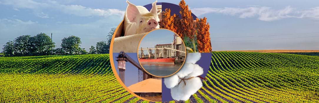 Graphic image with various agriculture photos in front of field of green crops