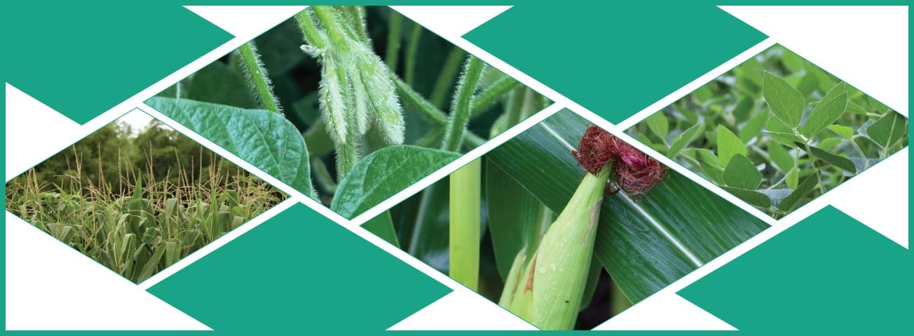 Illustration composed of close-up photos of corn and soybean crops.