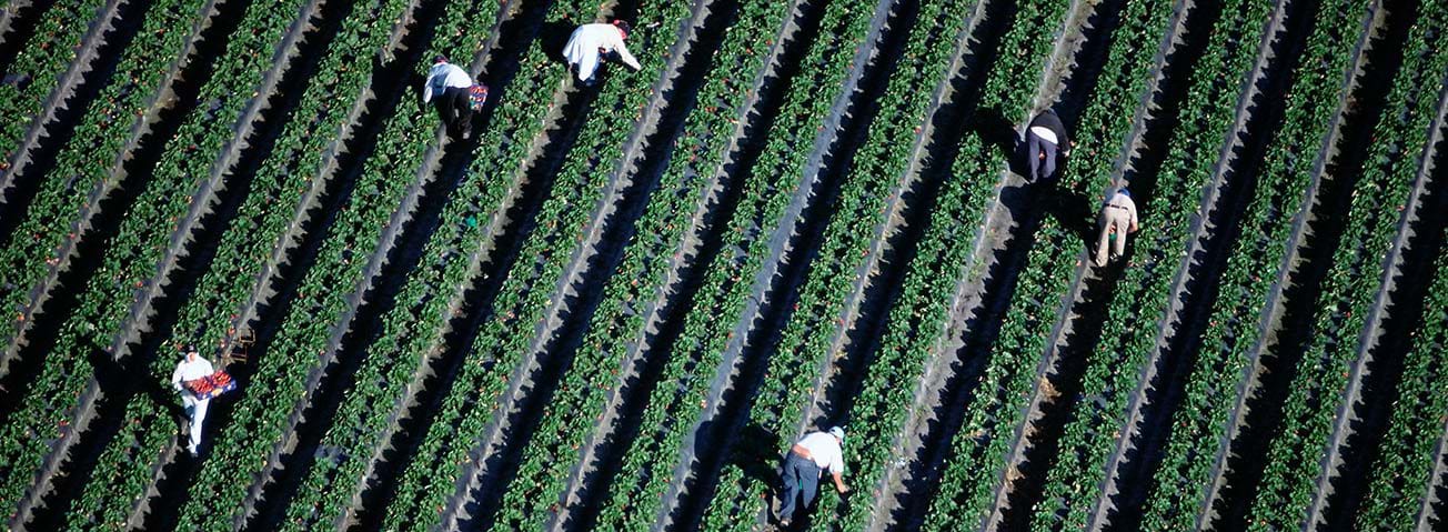 An overhead photo of agricultural workers harvesting from a field.