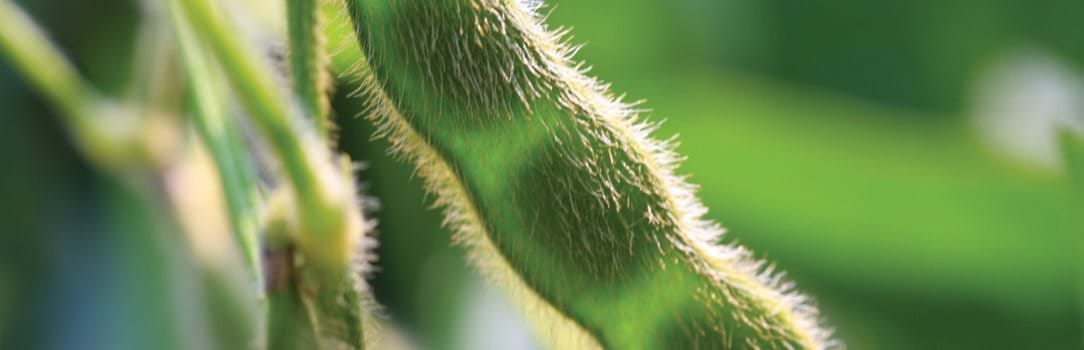 Photo of a soybean plant