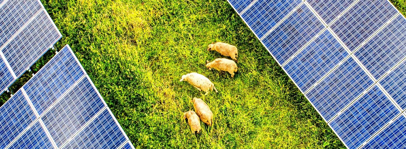 Photo of grazing sheep in a pasture with solar panels on either side.