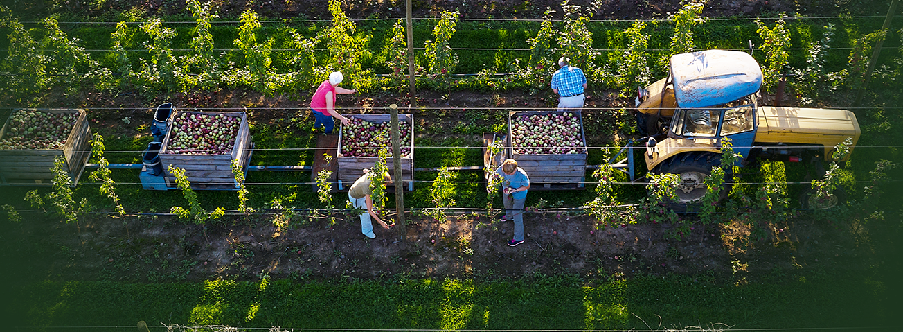 Farm workers harvesting apples.