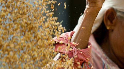 Woman sifting through kernels of rice. 