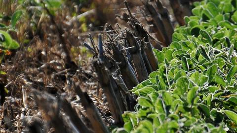 Harvested crop field with a short, green cover crop planted between rows.