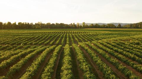 A field of green row crops during sunrise.