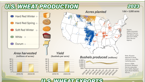 Infographic showing graphs and figures with U.S. imports and exports of wheat.
