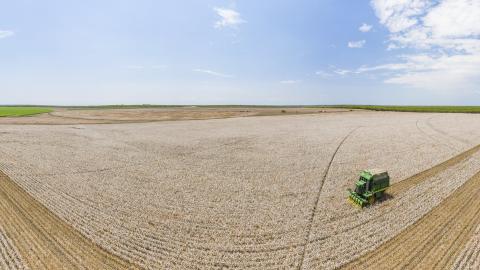 Photo of a corn field being harvested.