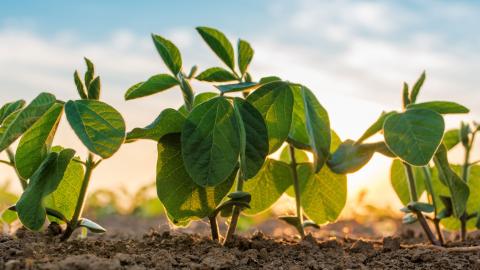 Small soybean plants growing.