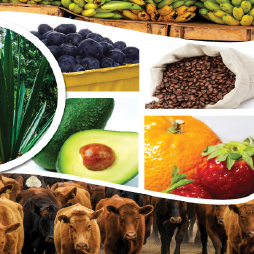 AES124 Ag Imports From Latin America And Caribbean Cover image for Changes in U.S. Agricultural Imports From Latin America and the Caribbean