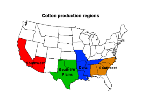 Cotton_499x360