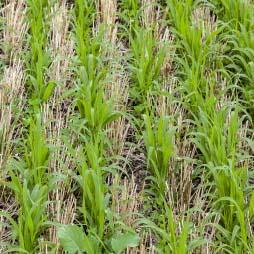 Cover Crop Trends Cover image of Cover Crop Trends, Programs, and Practices in the United States