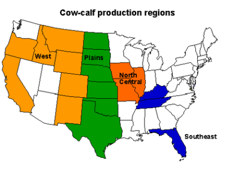 Cow-calf_500x348