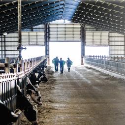 Consolidation In US Dairy Farming Cover Pic Cover picture for ERR-274: Consolidation in U.S. Dairy Farming