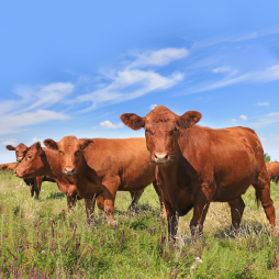 EIB243 Rotational Grazing Cover image for Rotational Grazing Adoption by Cow-Calf Operations