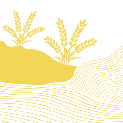 ERR311 US Whole Grain Intakes Cover image for Trends in U.S. Whole-Grain Intakes 1994–2018: The Roles of Age, Food Source, and School Food