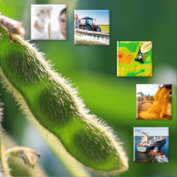 ERR316 Characteristics And Trends Of US Soybean Production Cover image for Characteristics and Trends of U.S. Soybean Production Practices, Costs, and Returns Since 2002