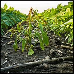 Federal Risk Management Tools for Agriculture Producers An Overview.JPG