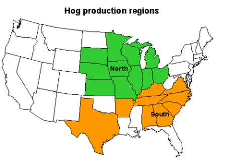 Hogs_500x348