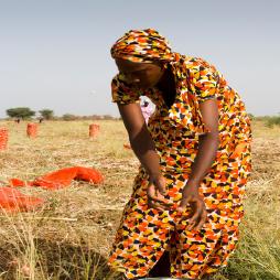 IFSA Cover Cover image of International Food Security Assessment, 2020–30